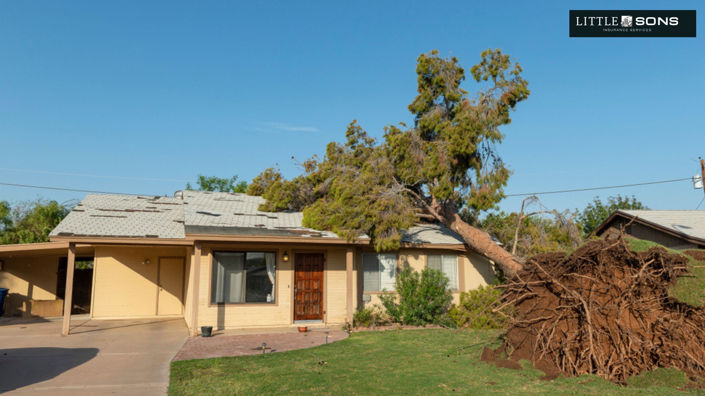 Homeowners Insurance and Tree Removal Everything You Should Know