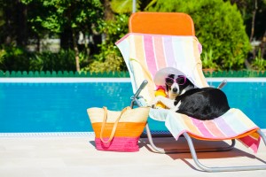 Banning Summer Dog Safety