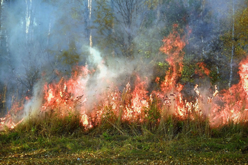 Wildfire Safety and Survival Tips and Hints