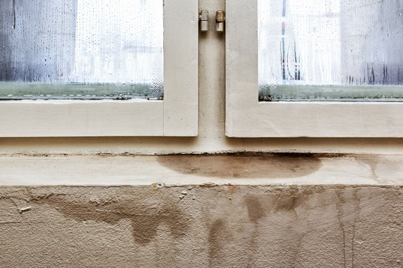 Should You Be Worried About Your Home's Mold?