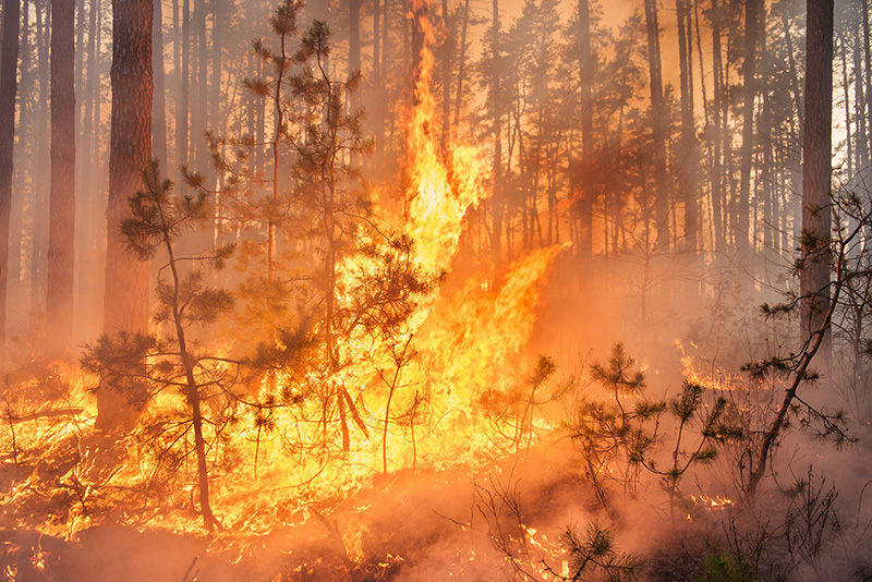 How to Minimize Your Wildfire Risk at Home