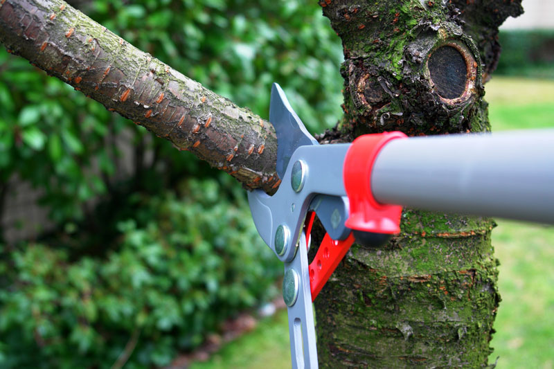 Tree Maintenance Tips for Homeowners